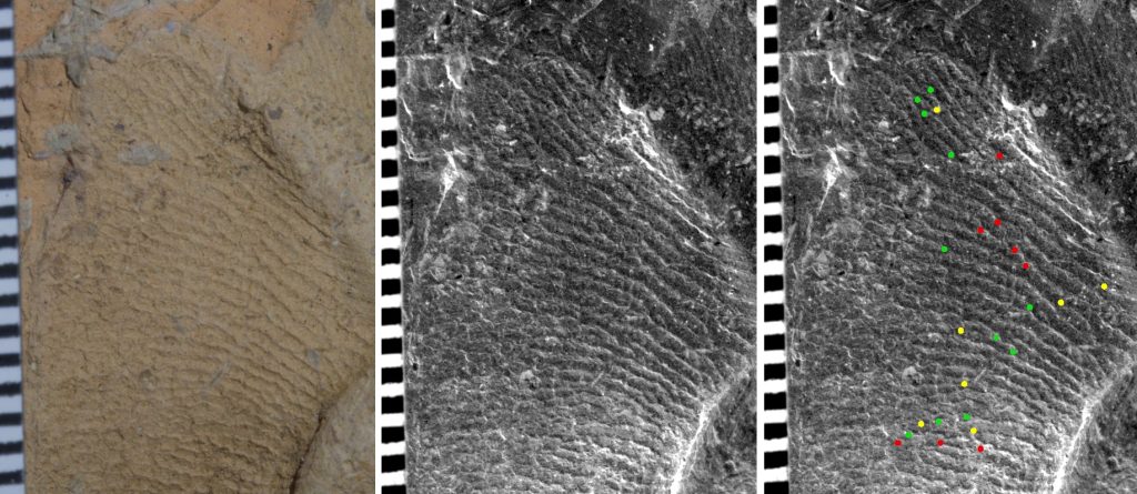 analyse-trace-papillaire